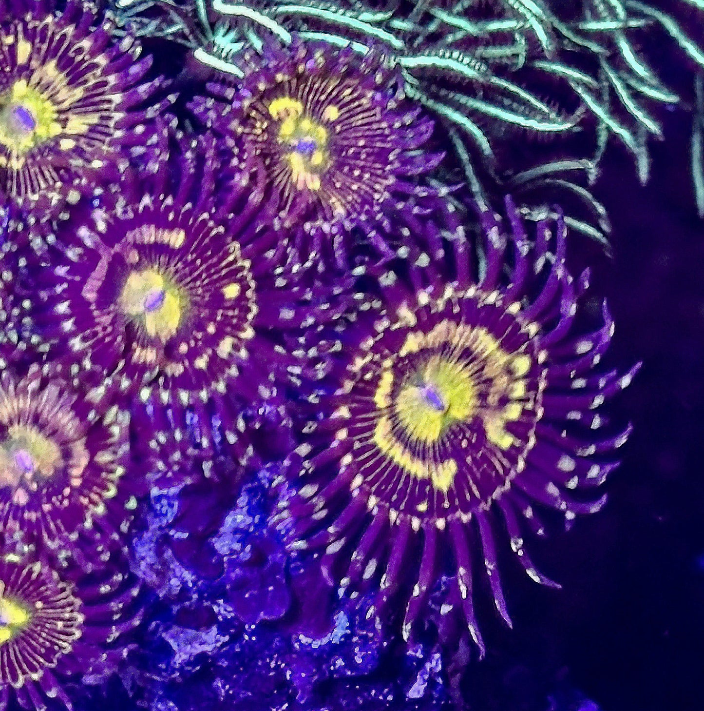Grim Reaper Zoa 3p