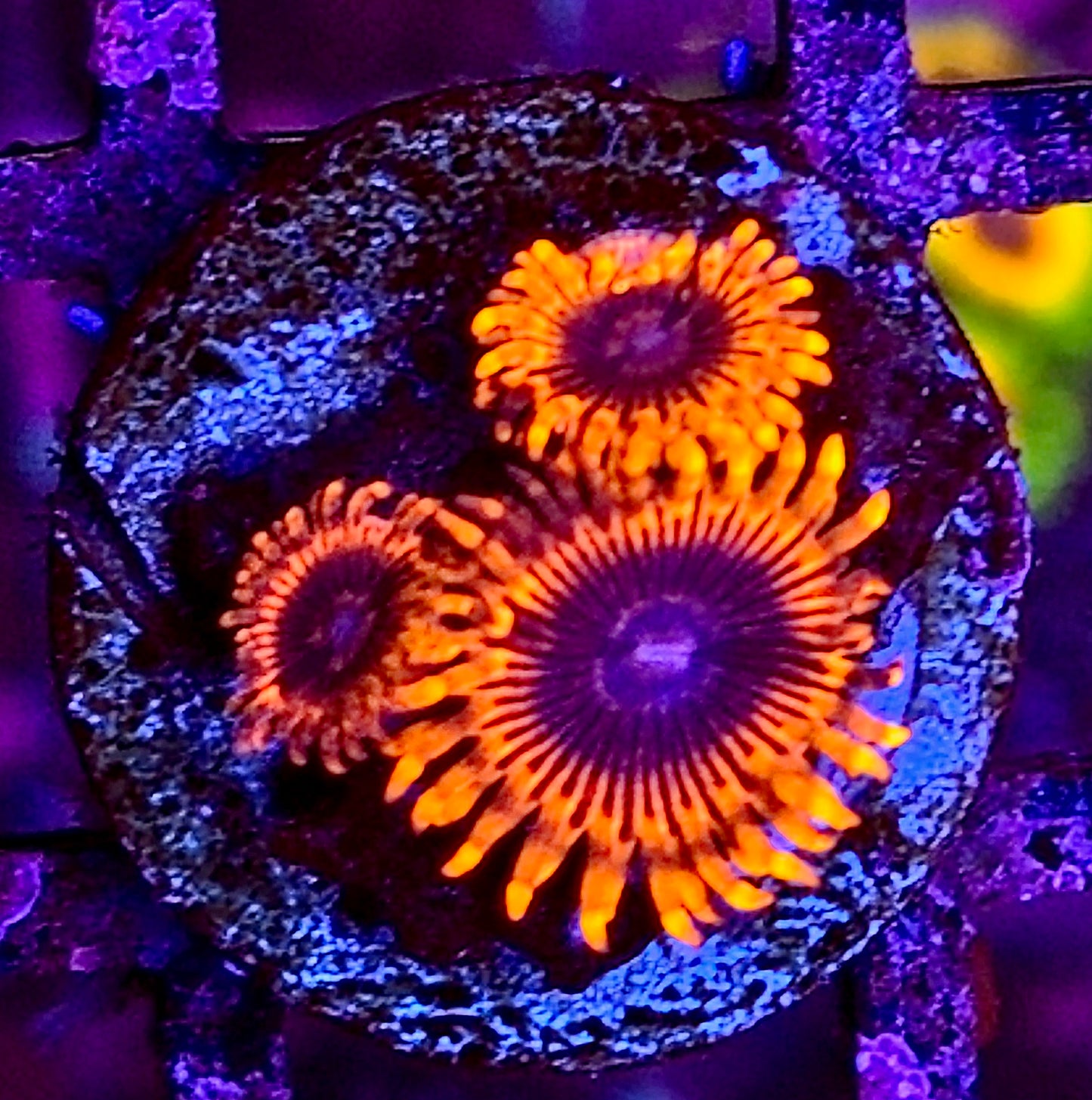 Lunare Eclipse Zoa