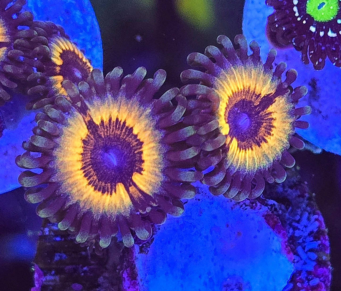 Solar Flare Zoa