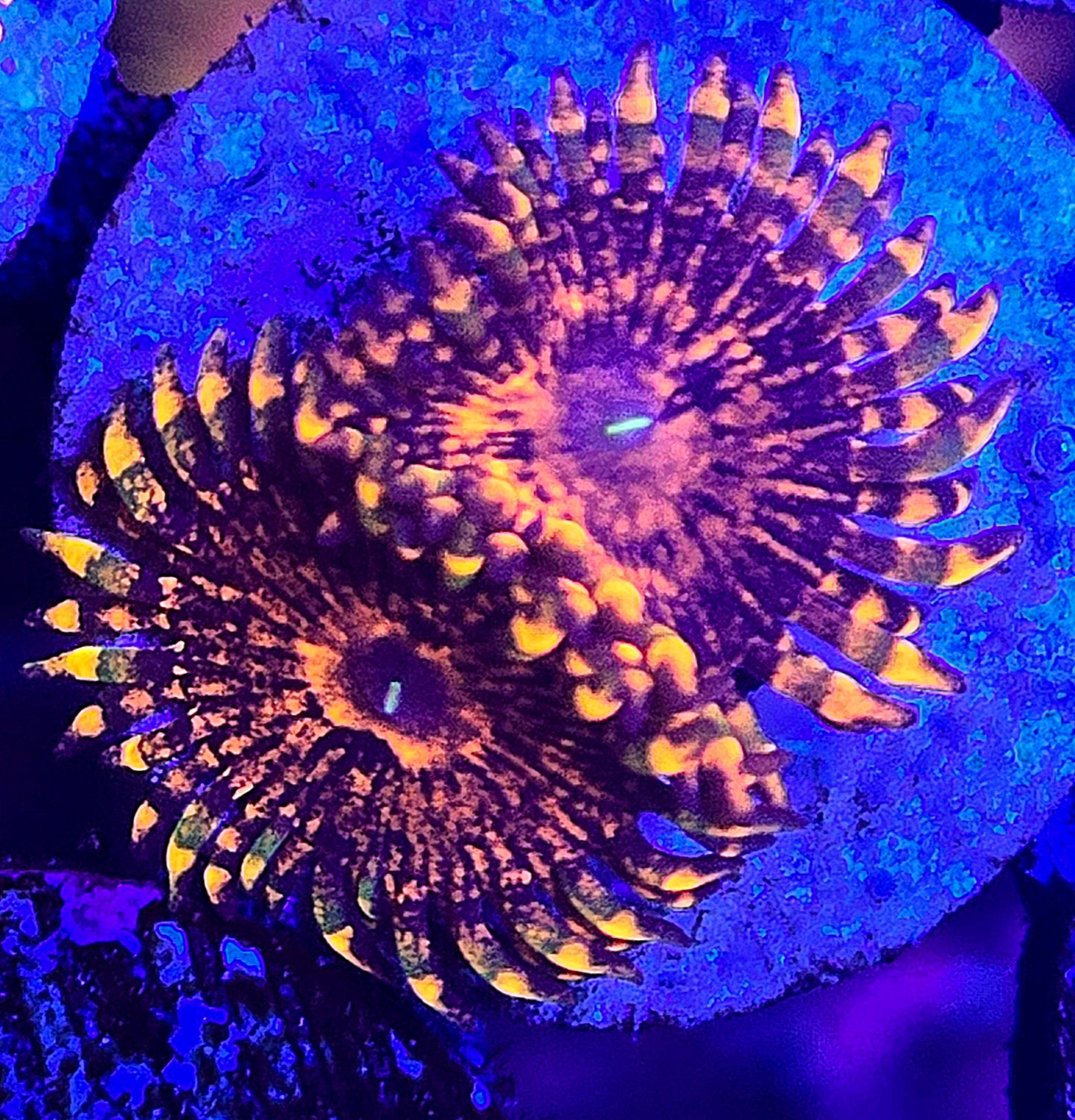 Flaming Mohican Zoa double