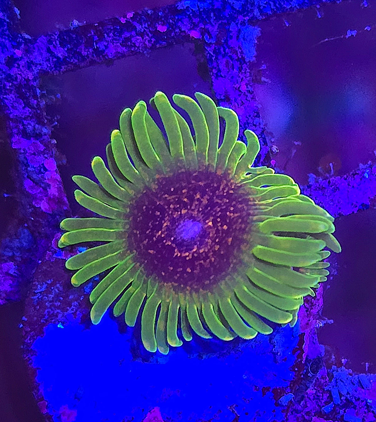 Predator Zoa WYSIWYG