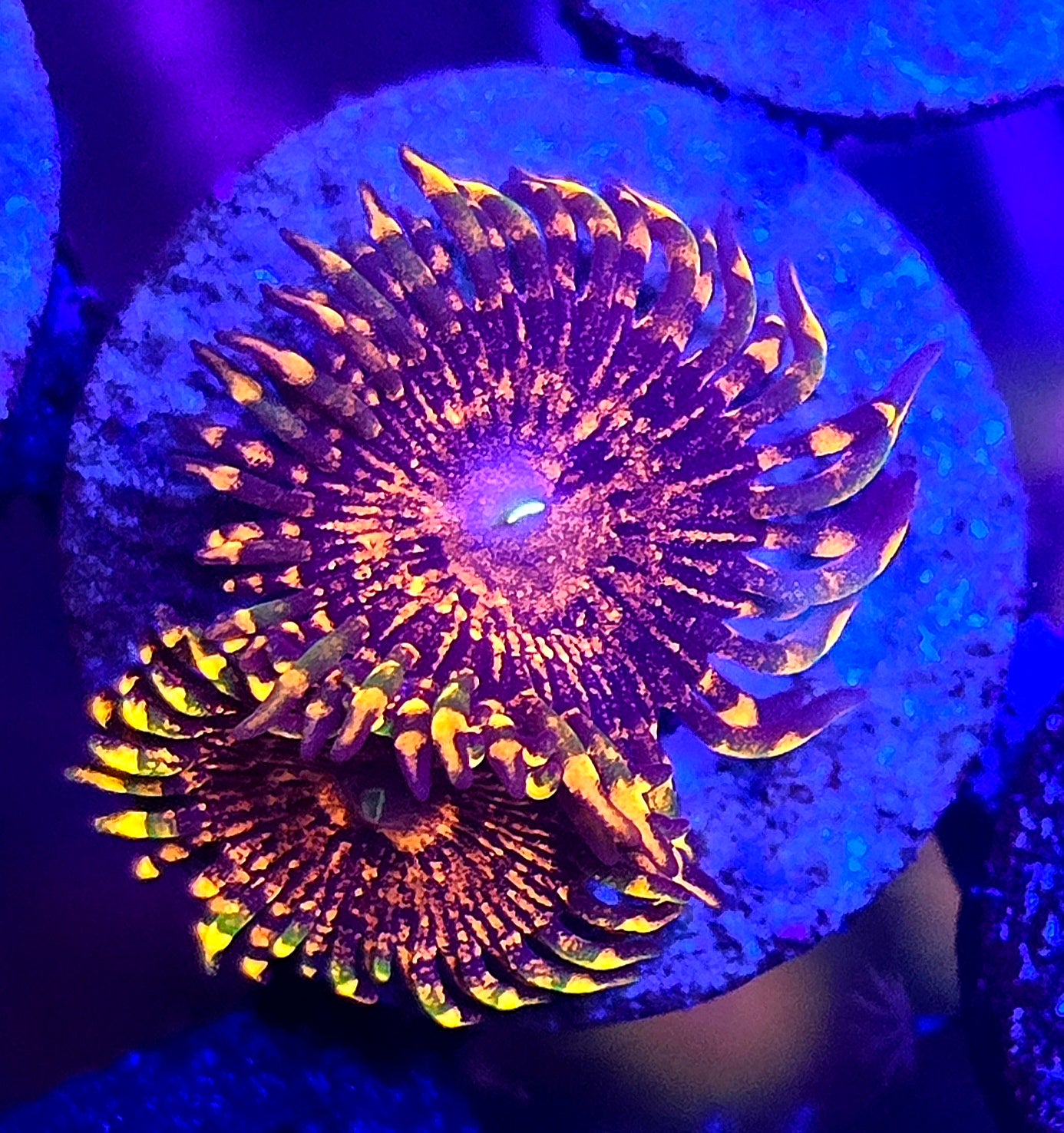 Flaming Mohican Zoa double