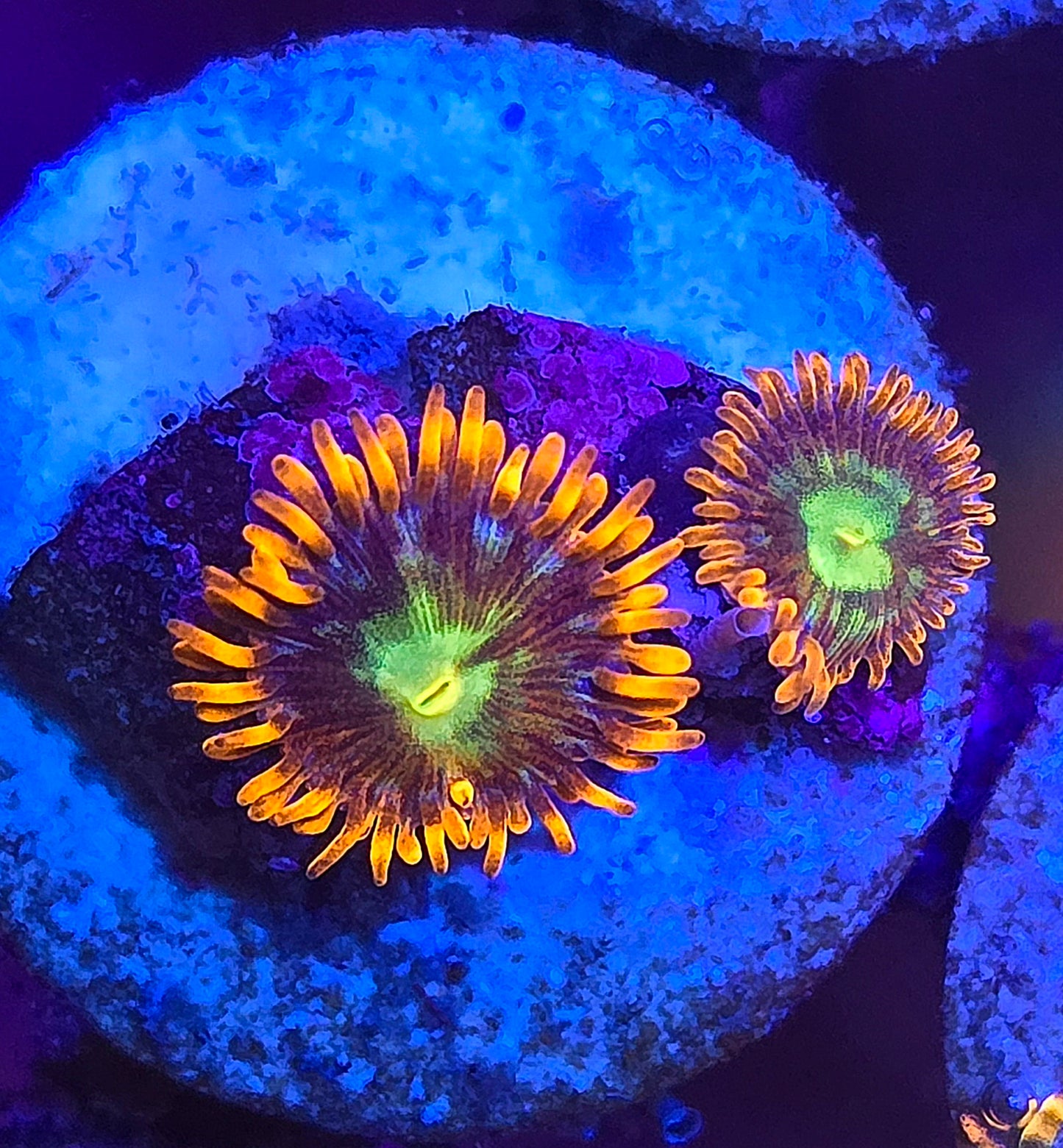 Spitfire Zoa #1