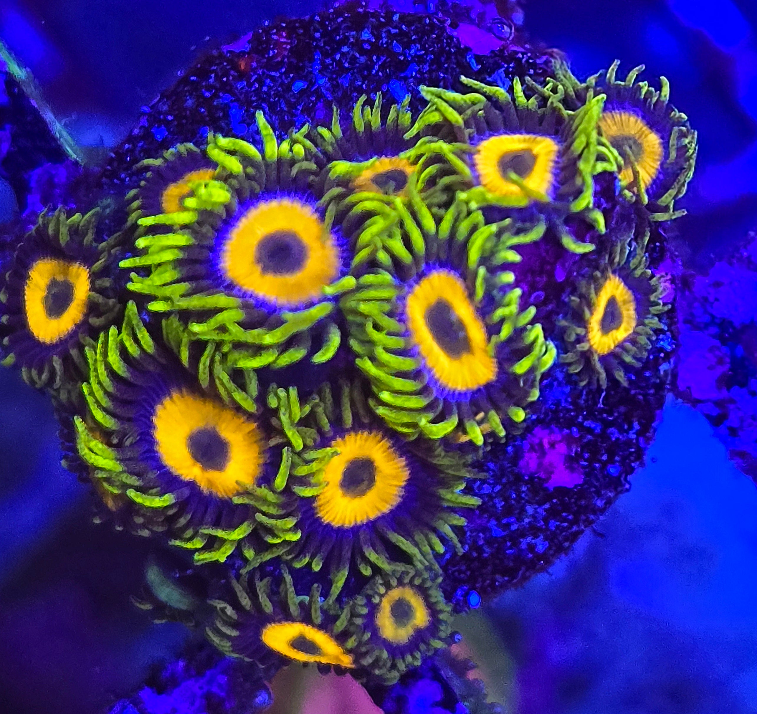 Jungle Juice Zoa Coral Insanity