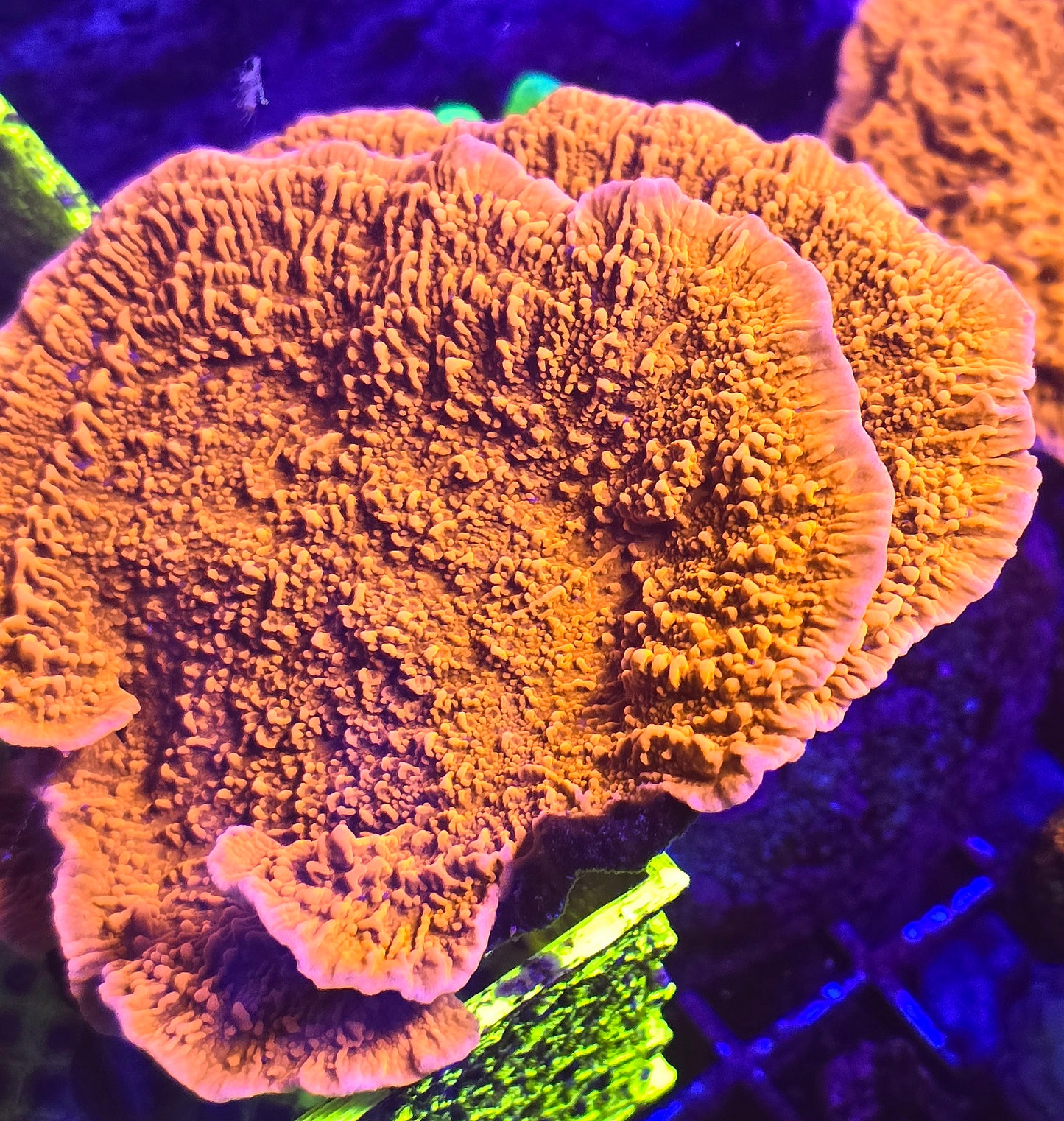 Orange Plating Montipora Frags