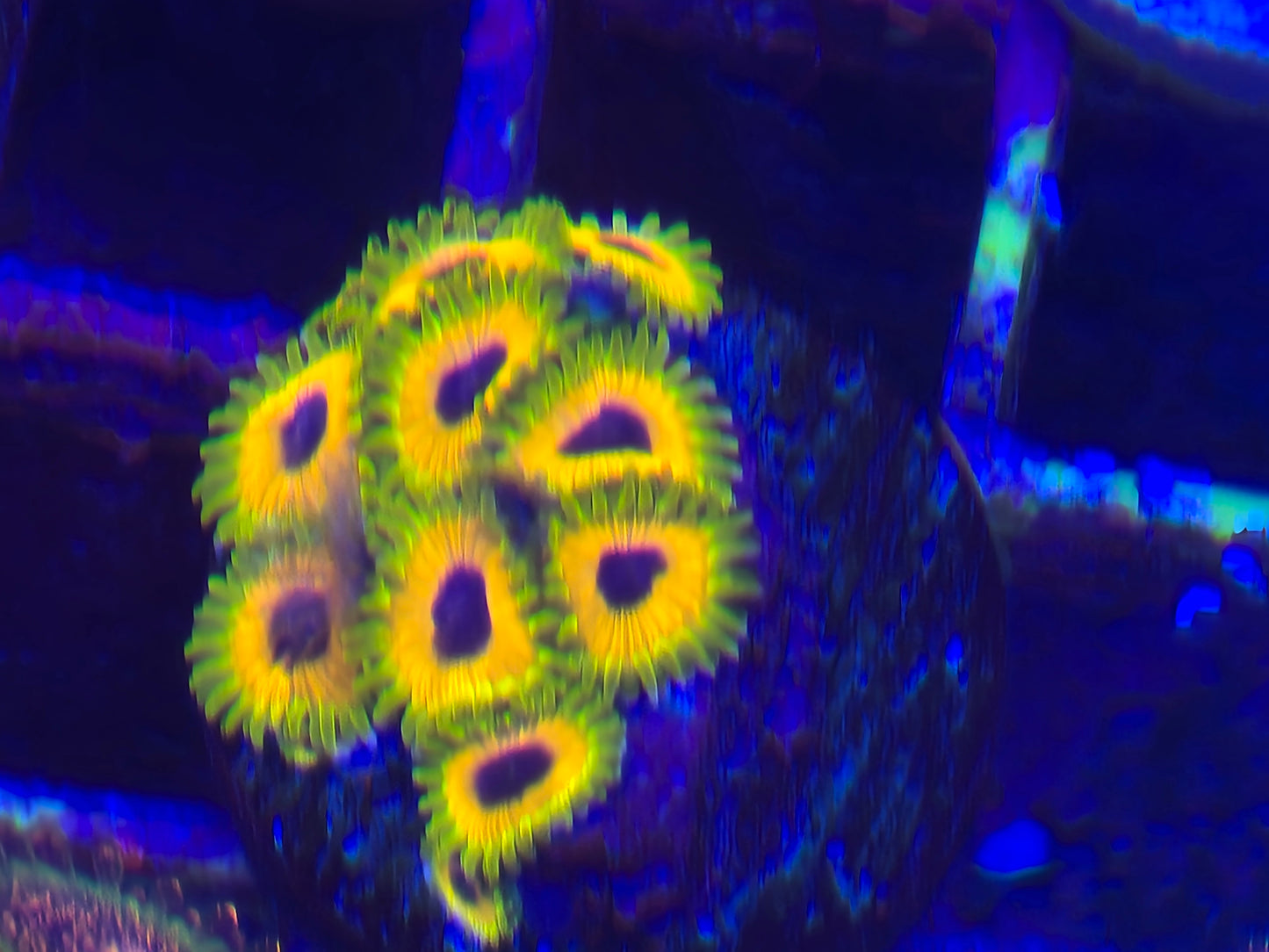 Great Owl Zoa Wysiwyg