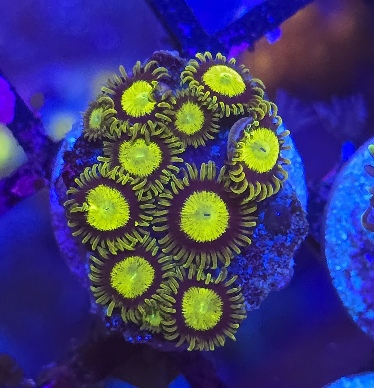 King Midas Zoa almost WYSIWYG