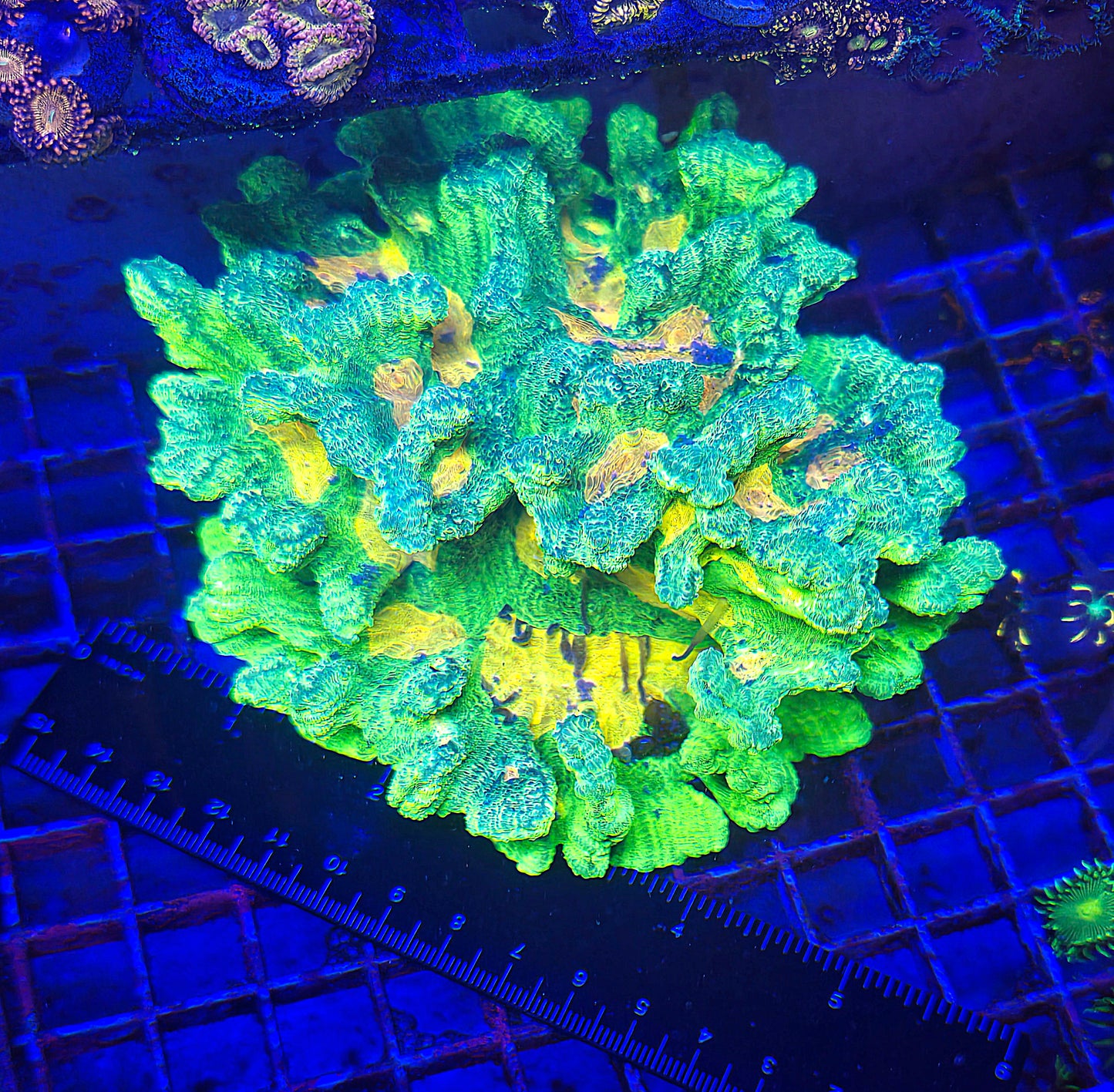 Space Invader Pectina Frag