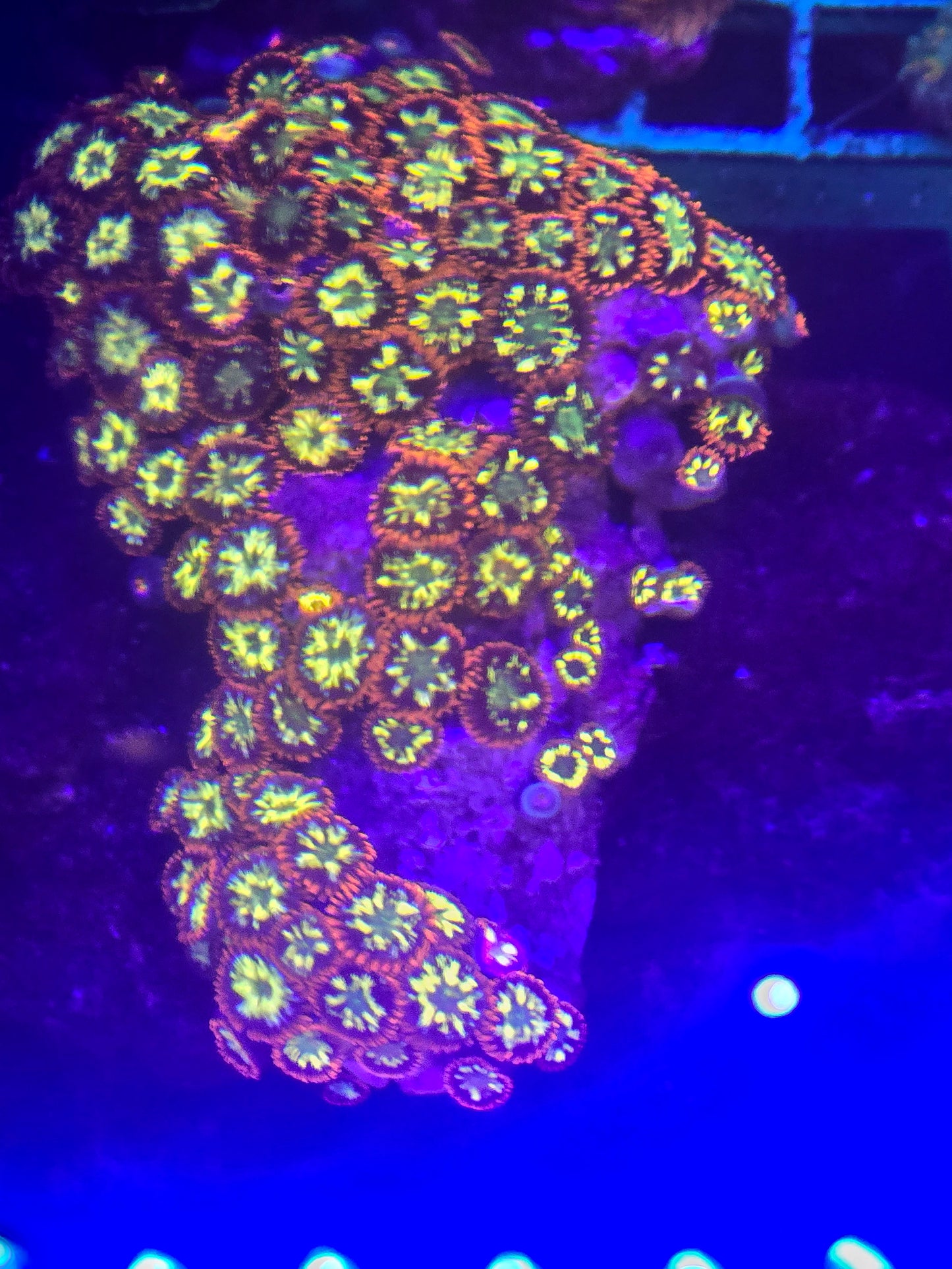 Chemical Romance Zoa