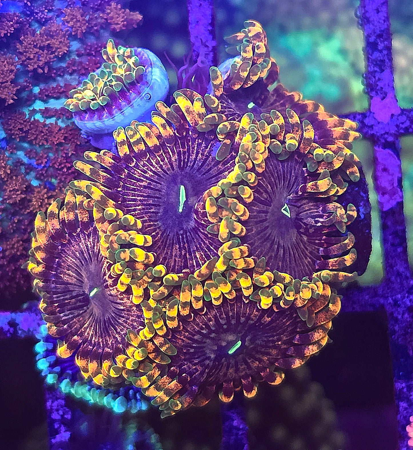 Fairy Fart Zoa 3-4p