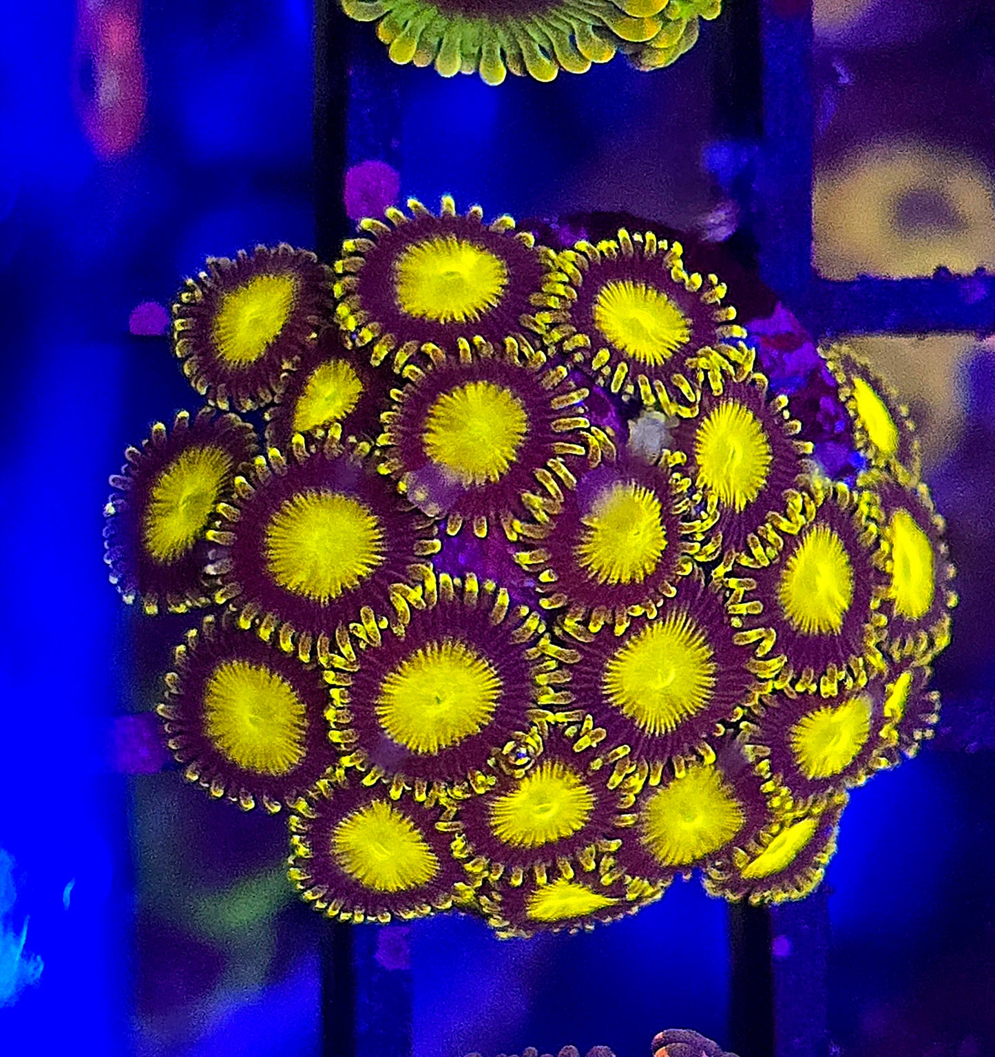 King Midas Zoa