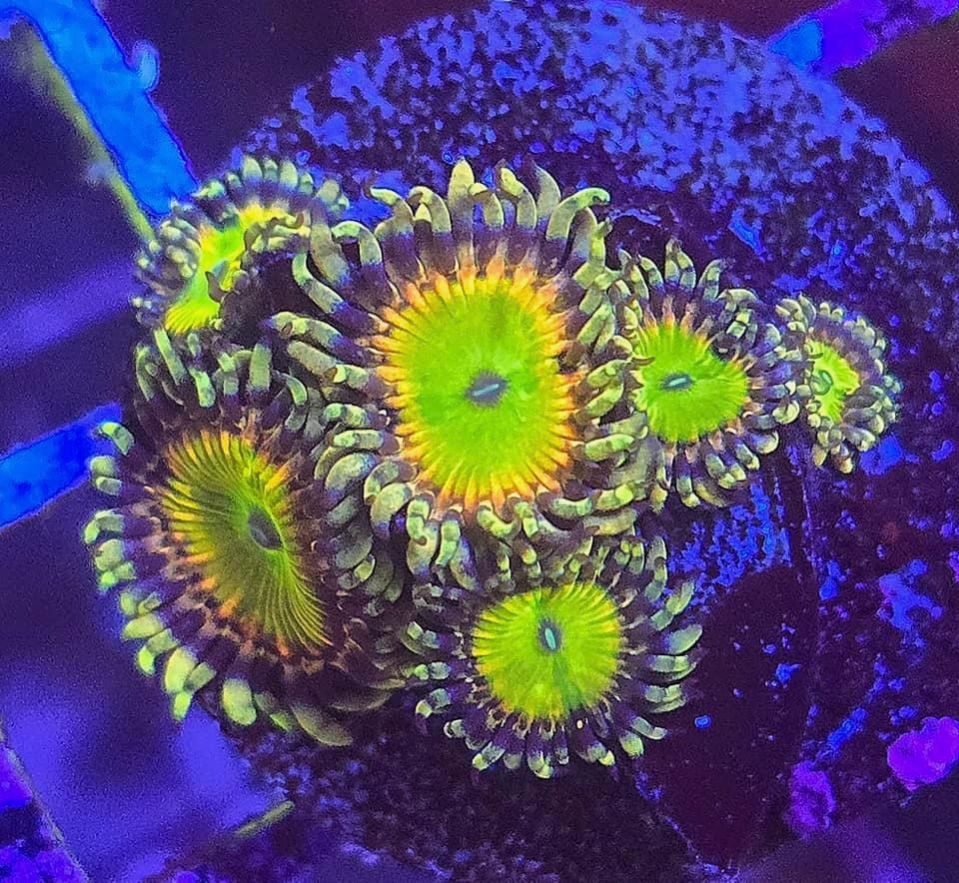 Rainbow Troll Zoa