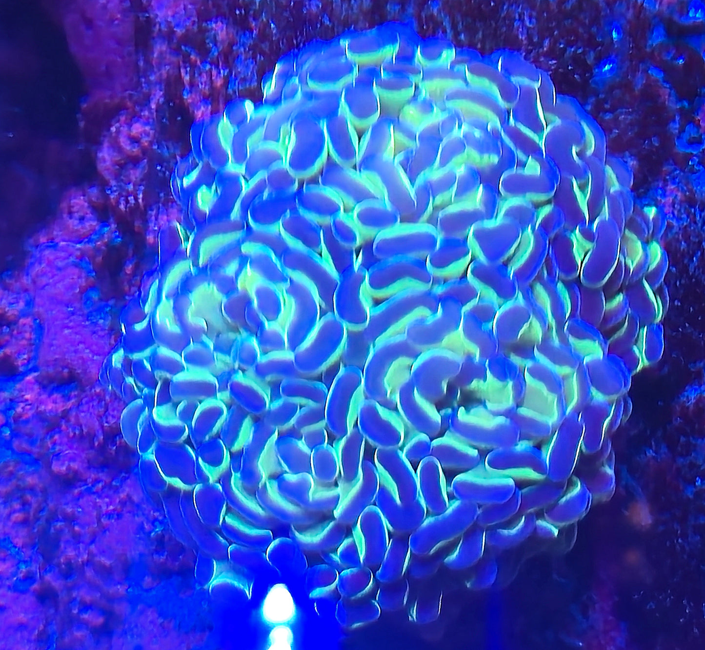 Muti-head Hologram Hammer WYSIWYG