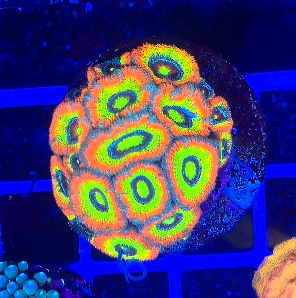 Holy Grail Micromussa Colony WYSIWYG