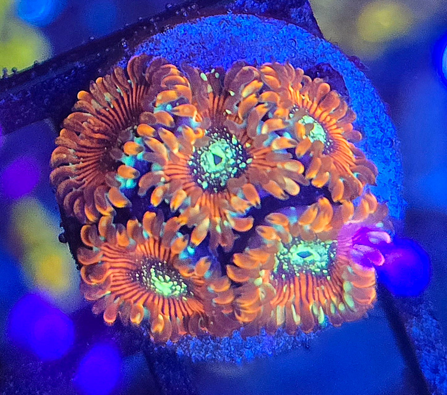 Magician Zoa