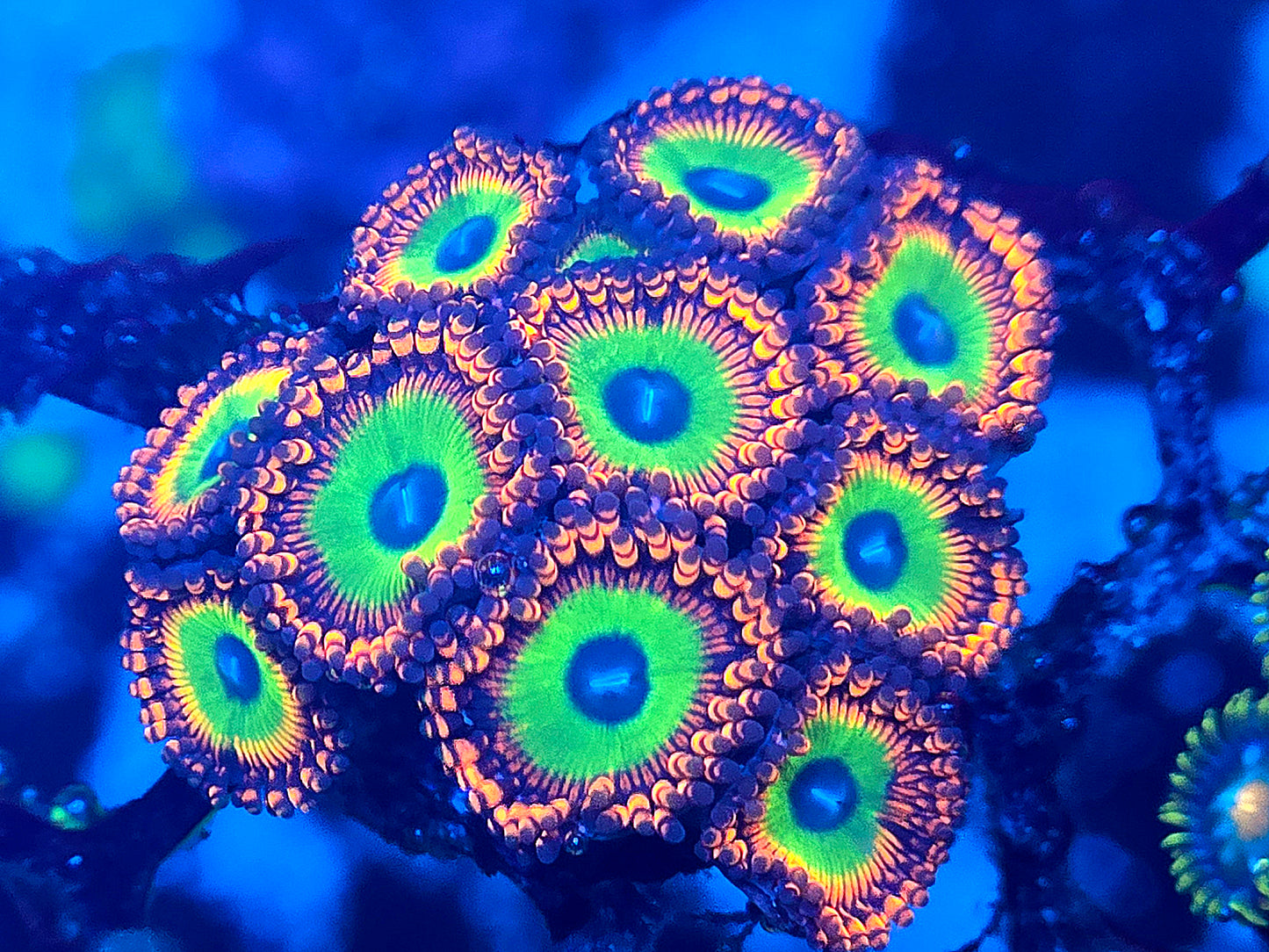 CI Candy Apple Reds (CARS) Zoa 3P