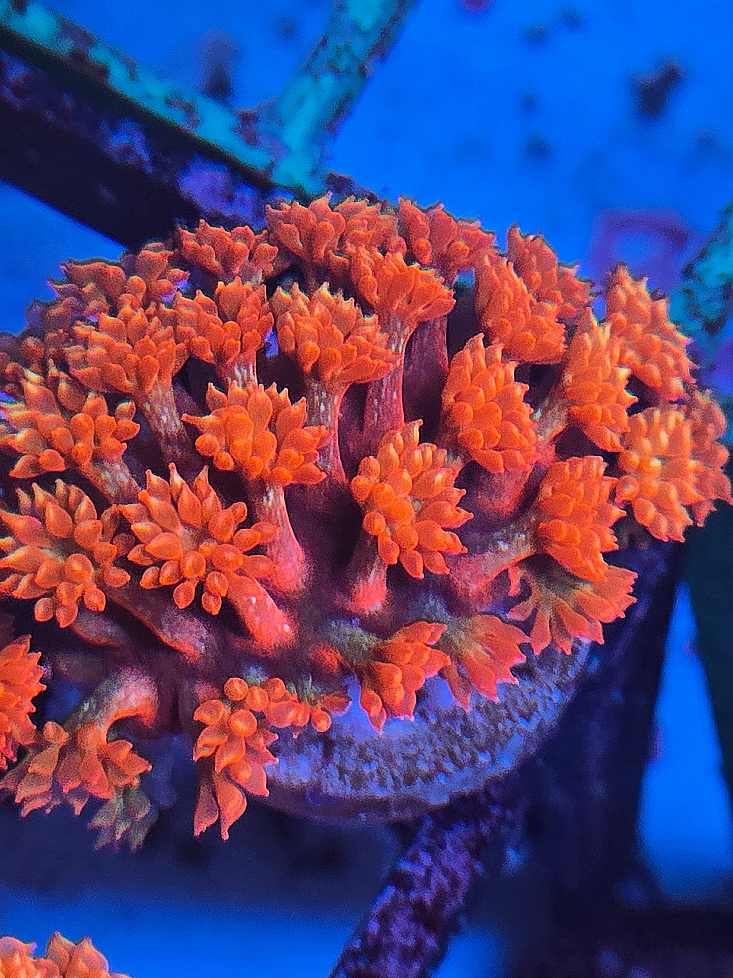 Red Roses Bernardopora Goni WYSIWYG