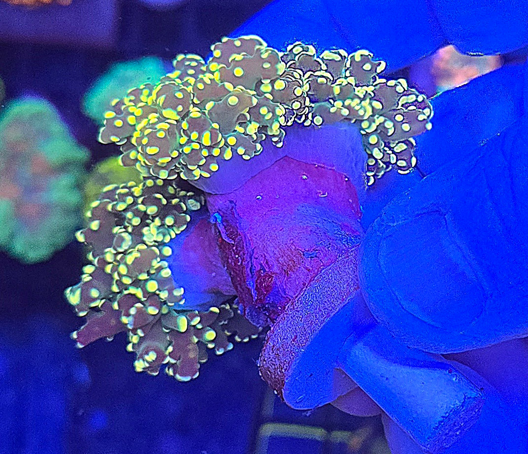 Gold Tip Frogspawn LARGE WYSIWYG