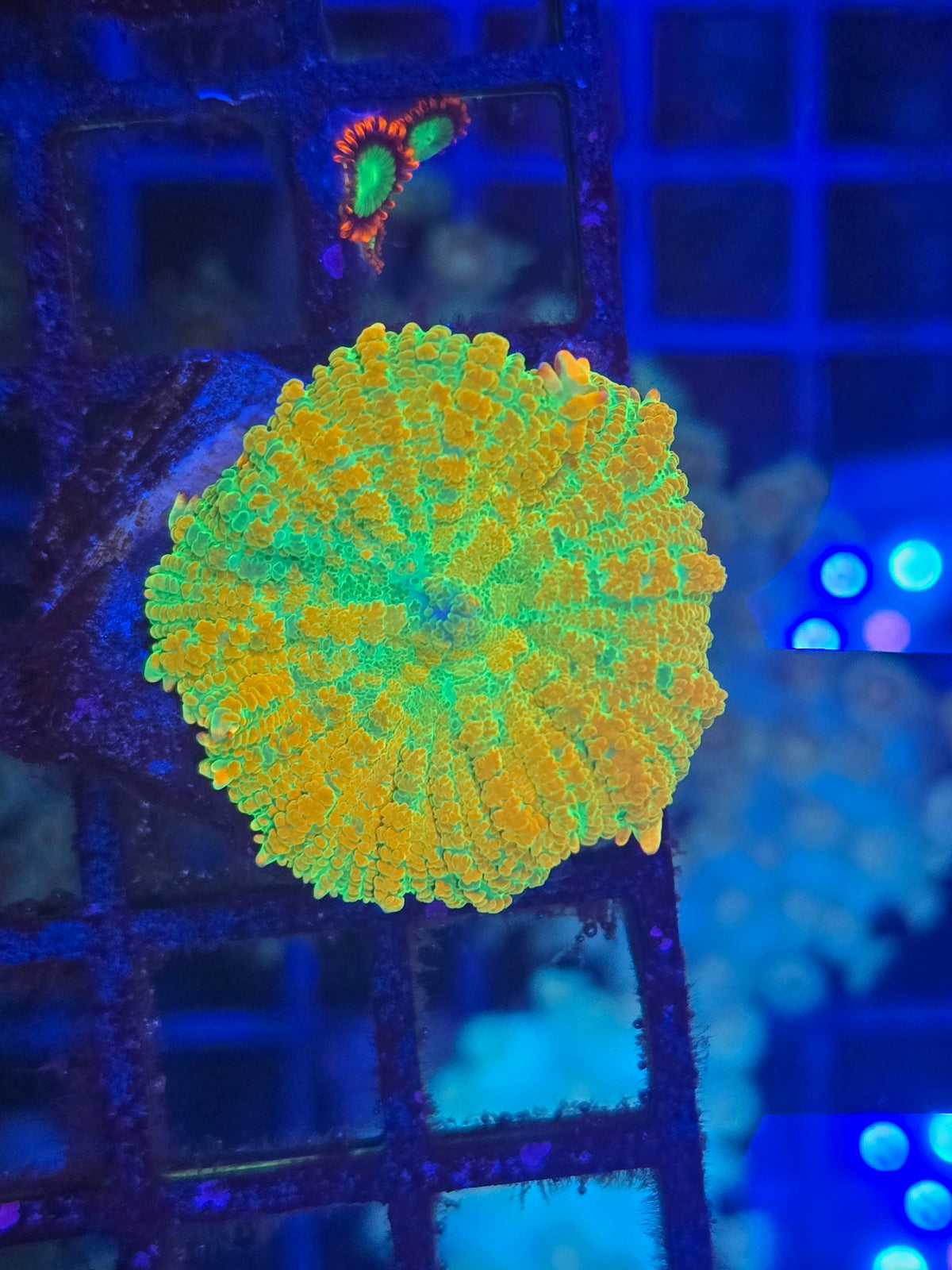 Tequila Sunrise Mushroom