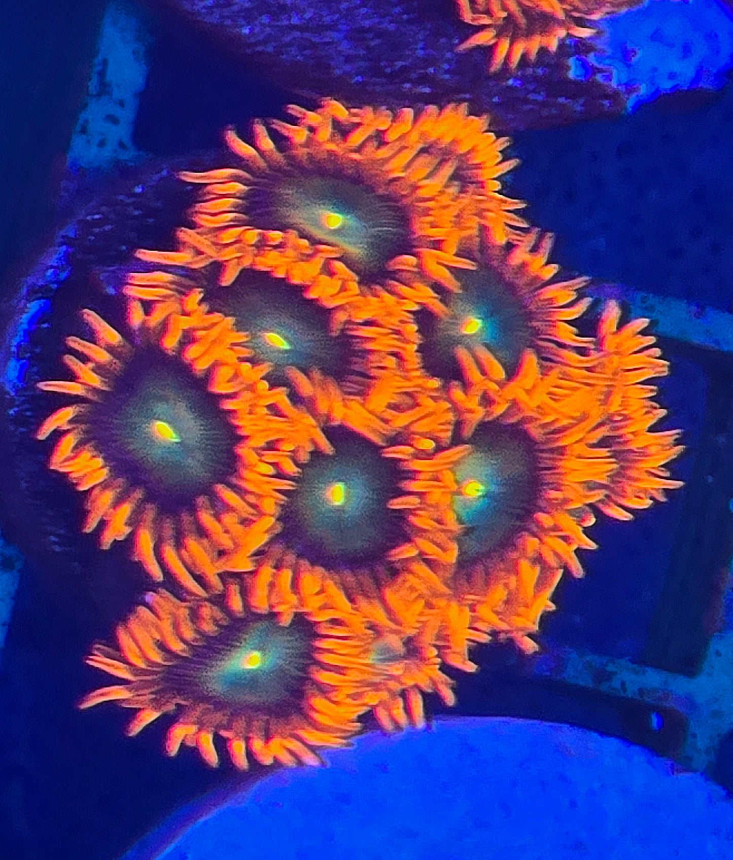 Gatorate Zoa Wysiwyg