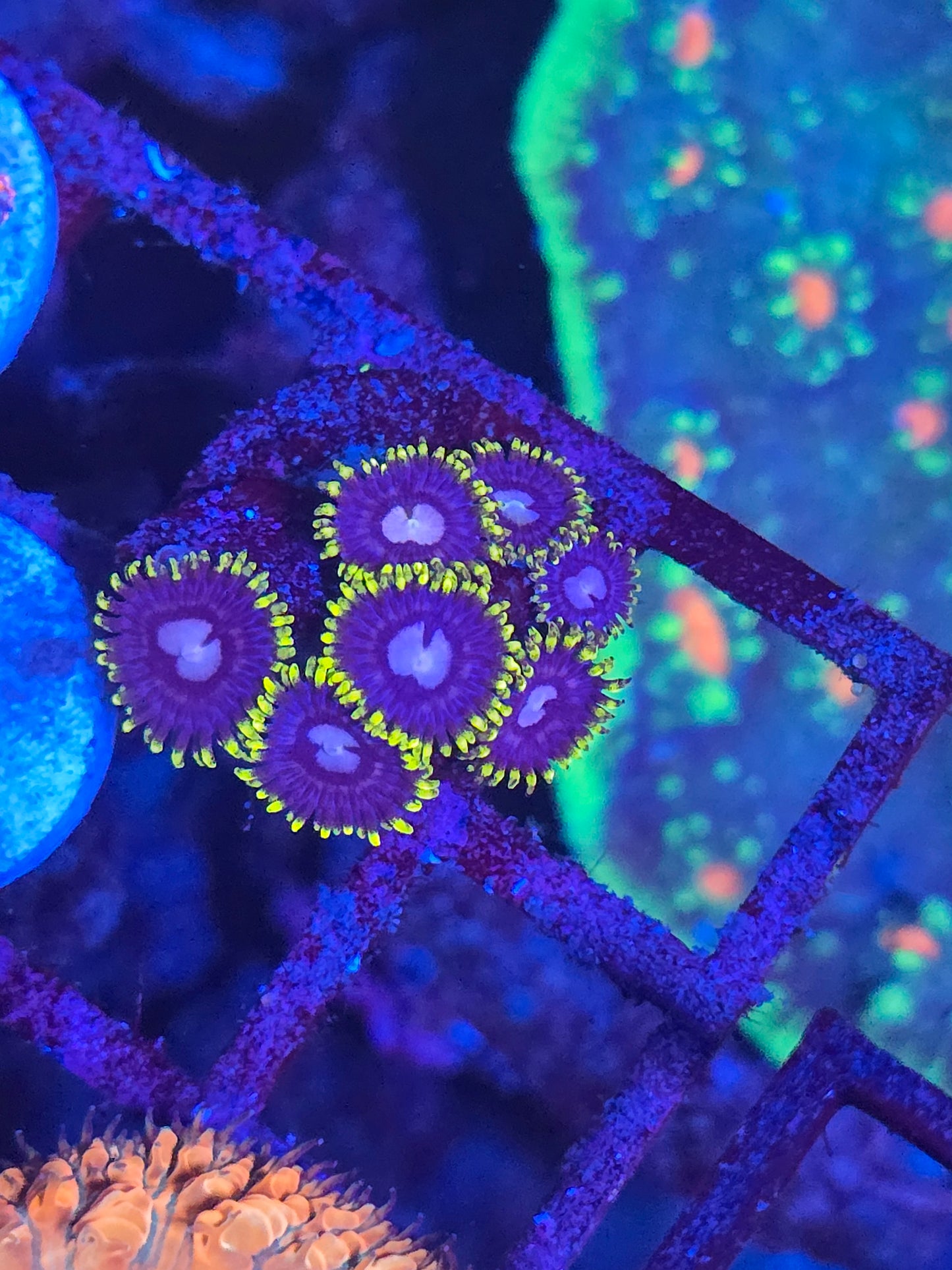 CI Le Royale Zoa 3p