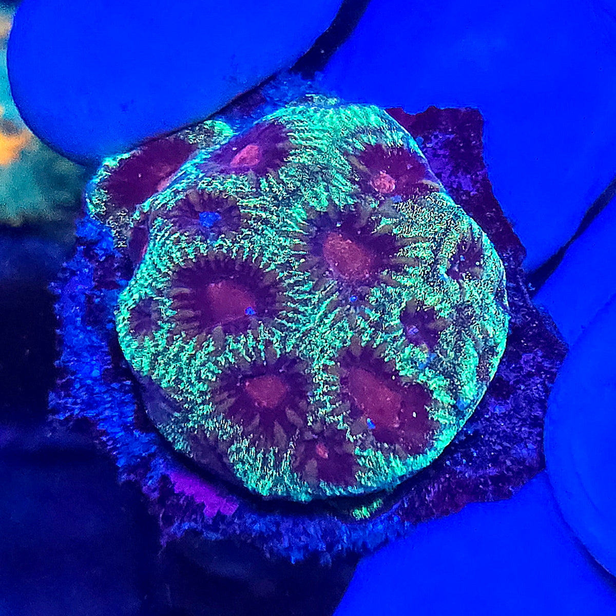Green Favia WYSIWYG