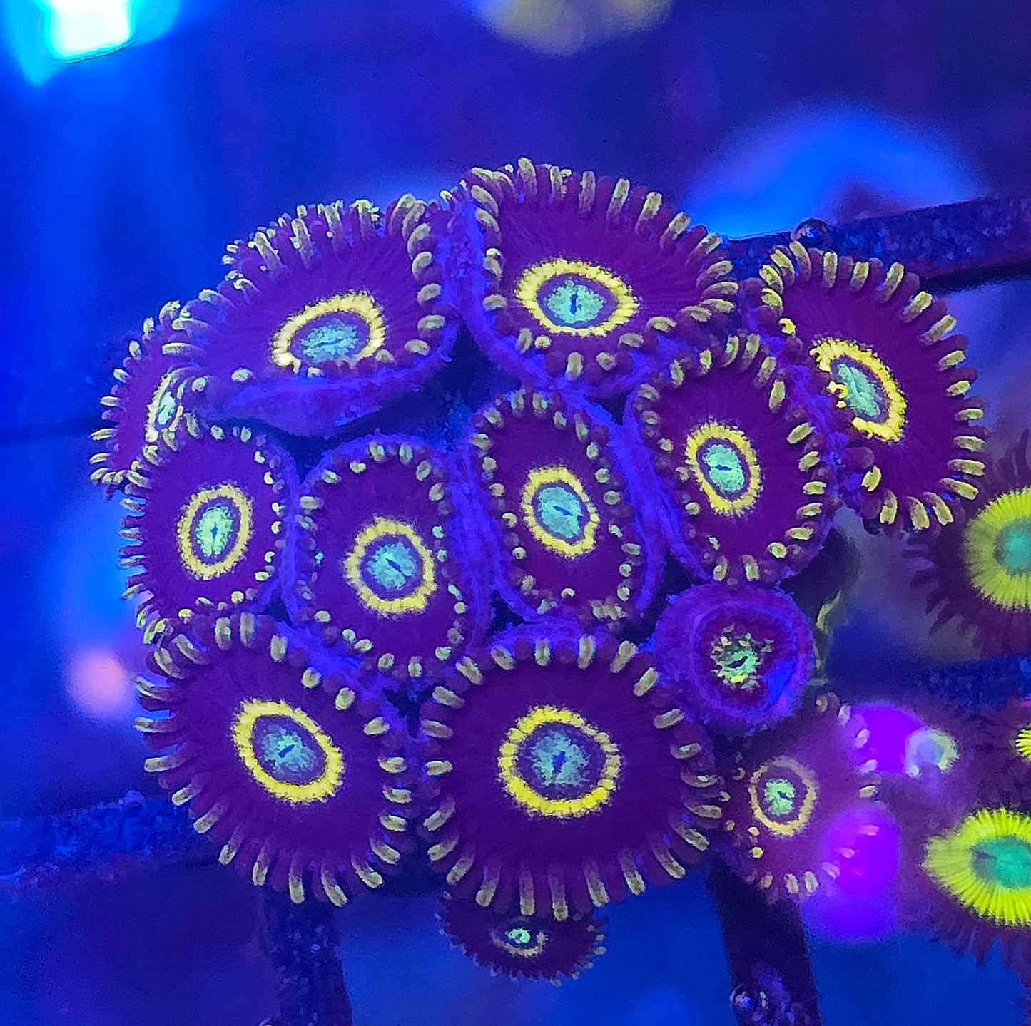 Blue Hornet Zoa