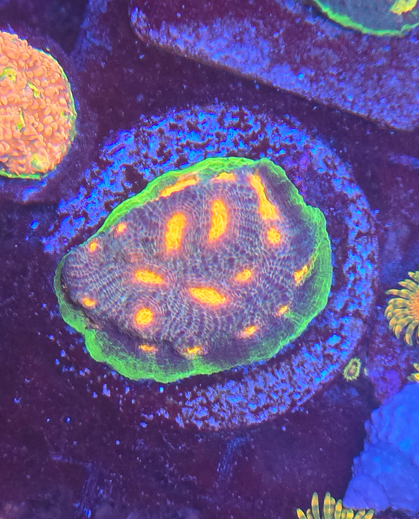 CI Lava Flow Chalice Coral