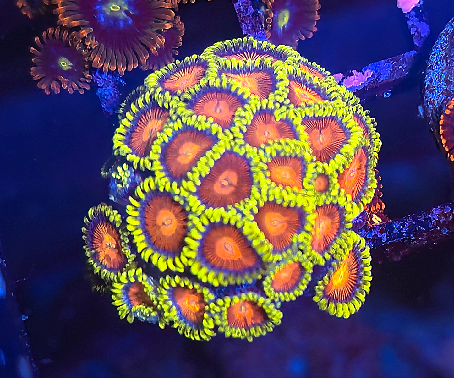 CC Spitfire Zoa #2