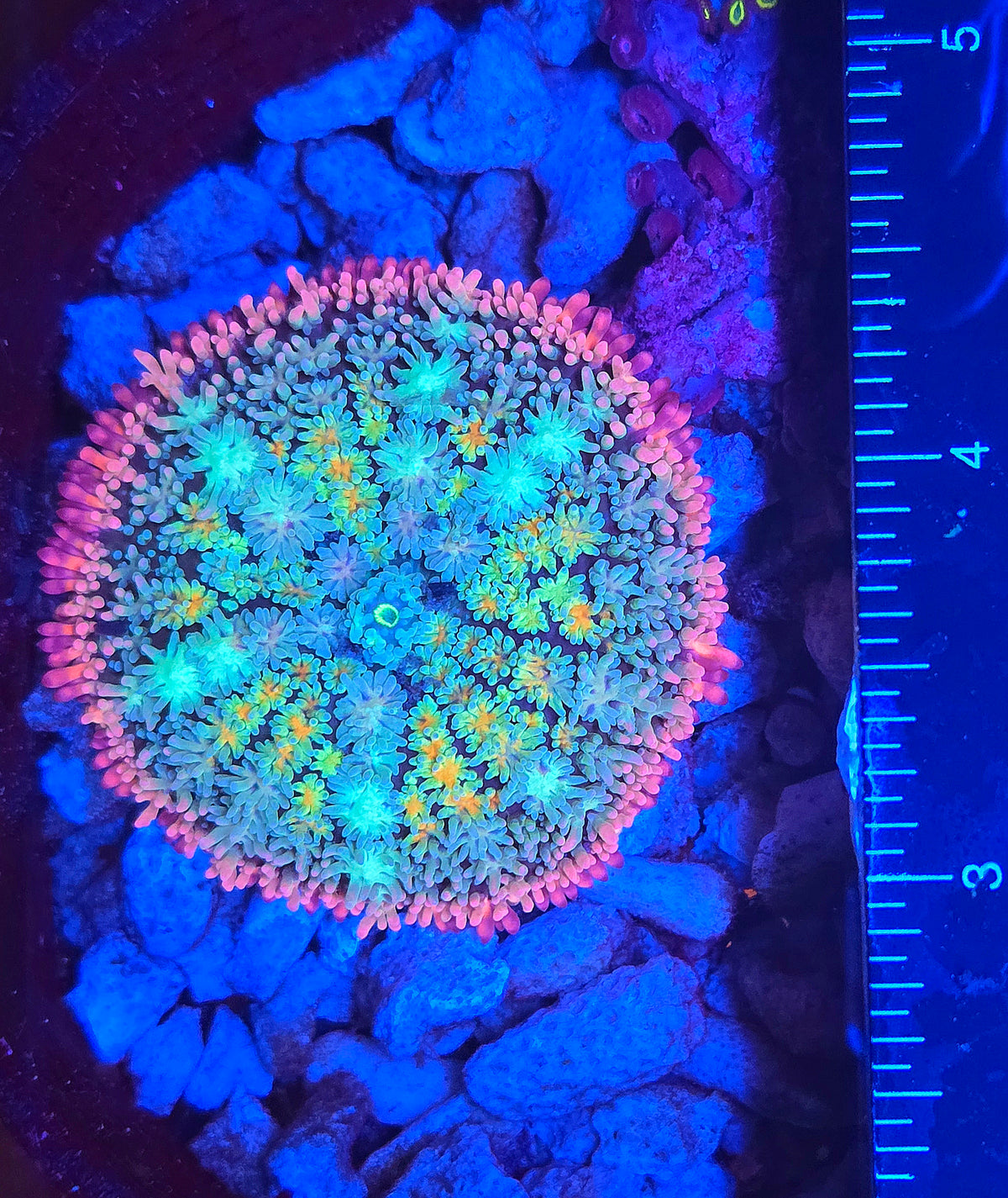 Rainbow Frankenstein/Frankenstein's Bride Mushroom WYSIWYG #1