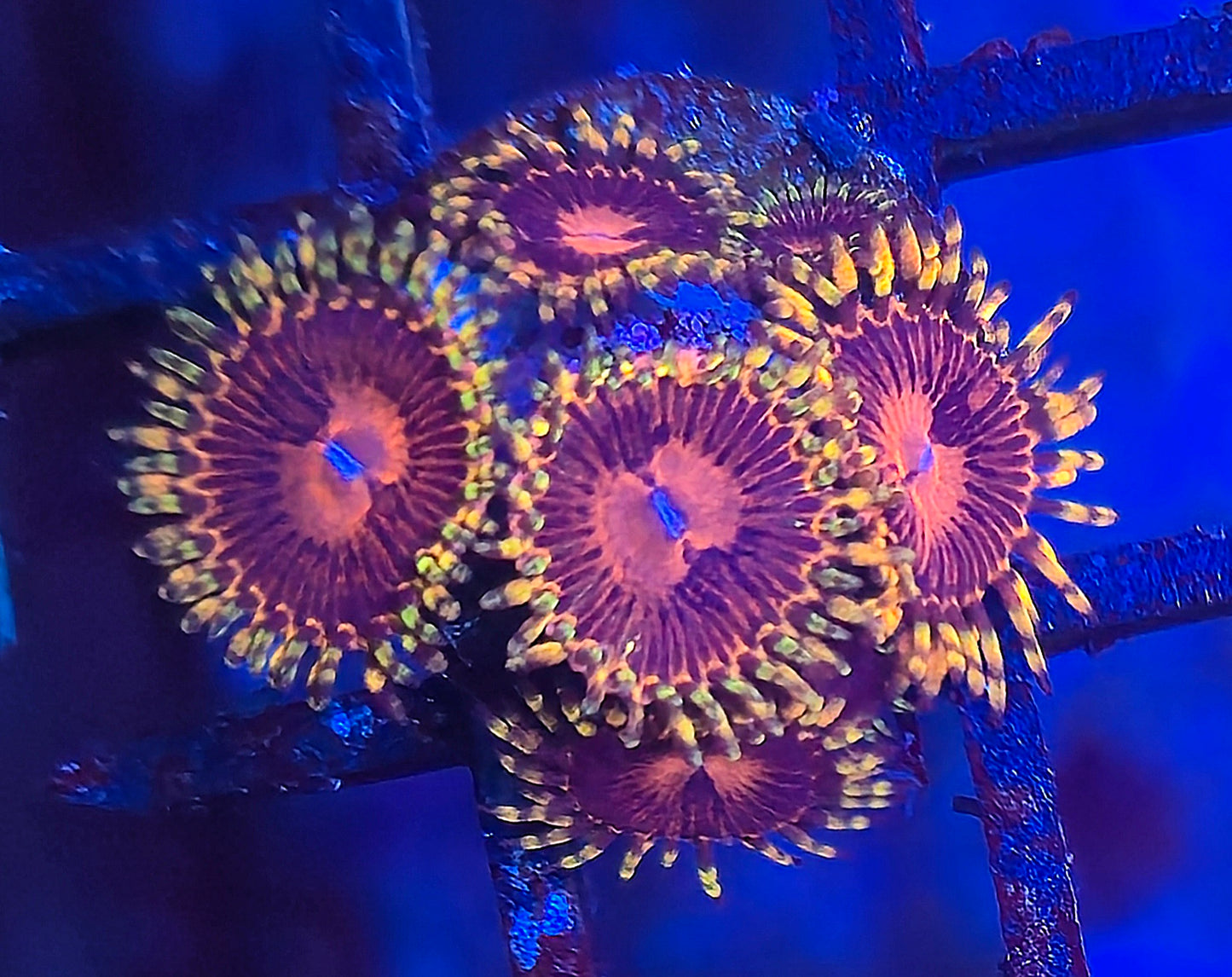 SBB Aphrodite Zoa 3p