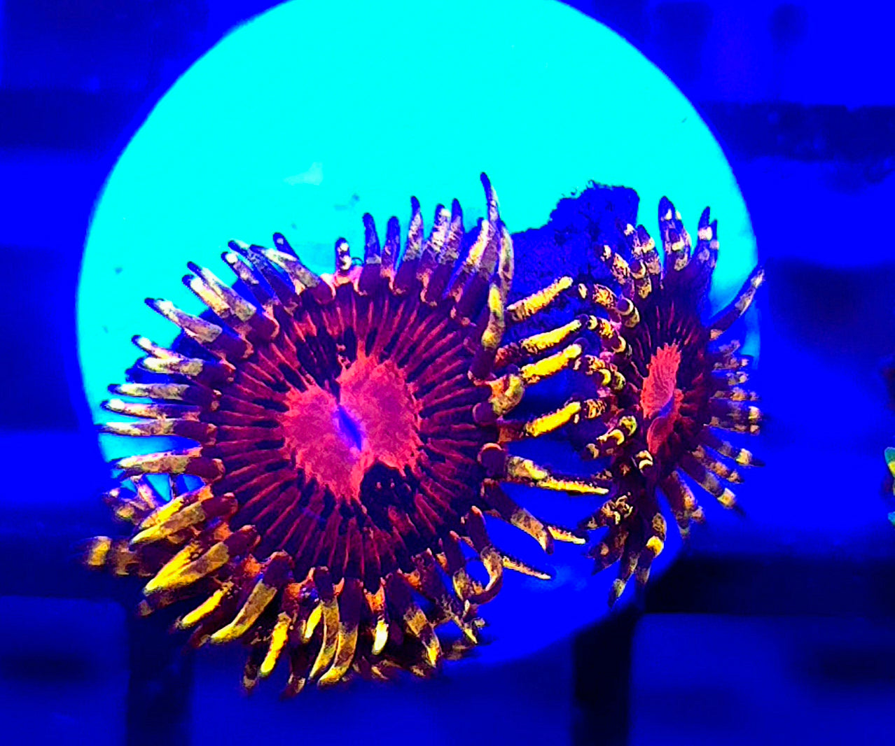 SBB Aphrodite Zoa 3p