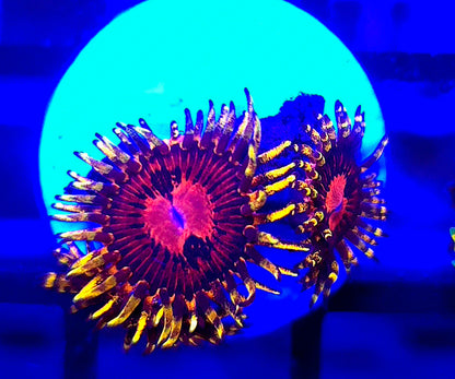 SBB Aphrodite Zoa 3p