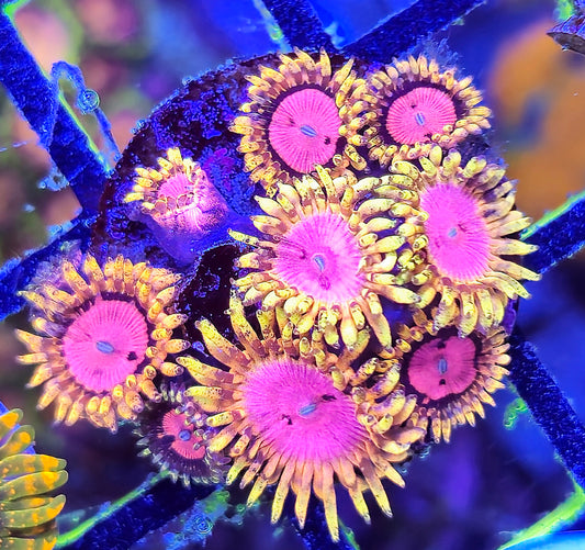Pink Diamond Zoa