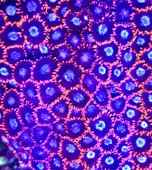 Fire and Ice Zoa Chunky plug