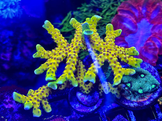 Goldenrod Anacropora