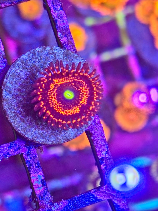 Illuminati Zoa