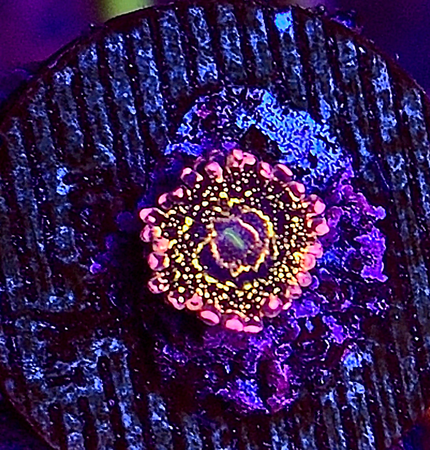 Stratosphere Zoa