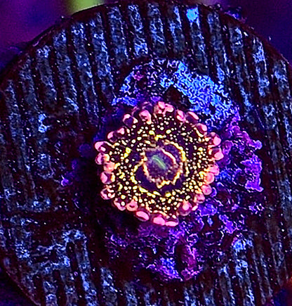 Stratosphere Zoa