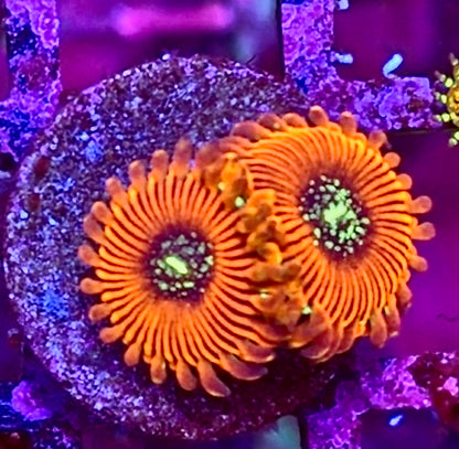 Magician Zoa