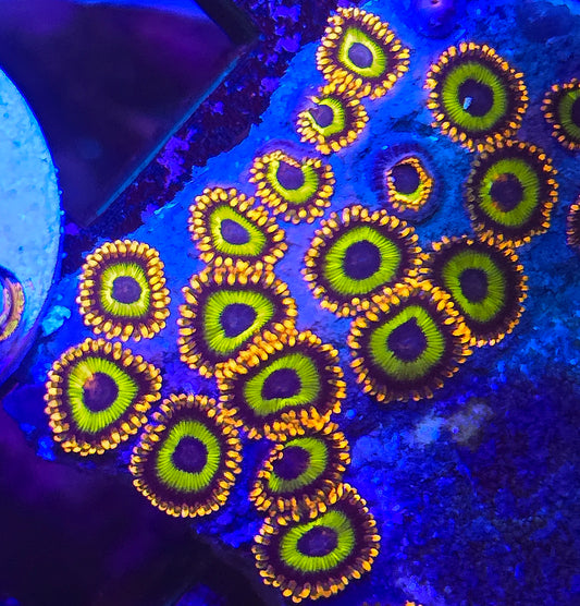 Fruit Loops Zoa Chunky plug