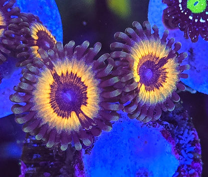 Solar Flare Zoa