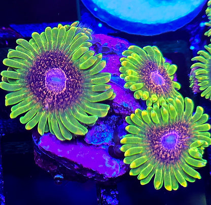 Predator Zoa WYSIWYG