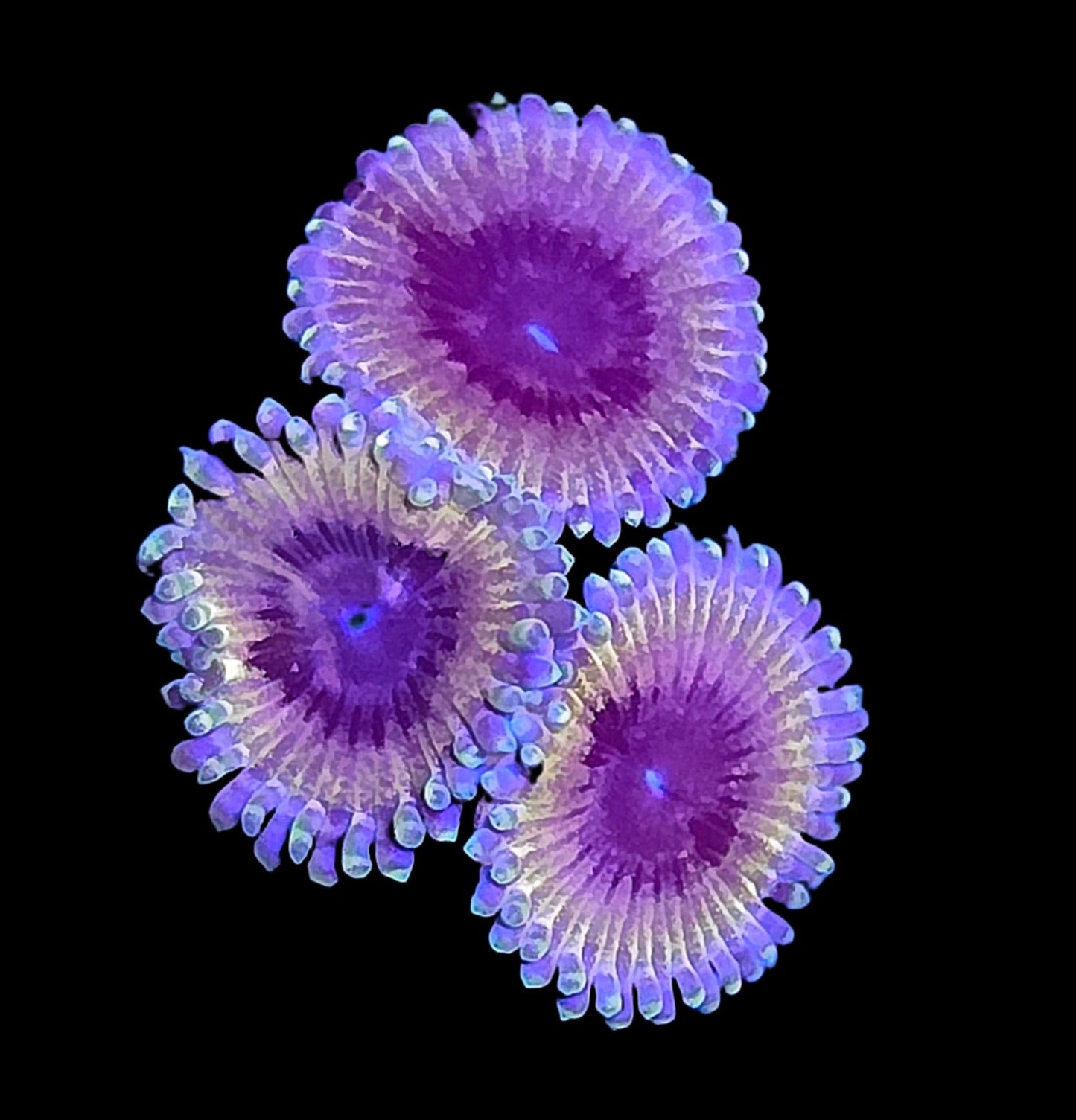 White Walker Zoa 3-5p