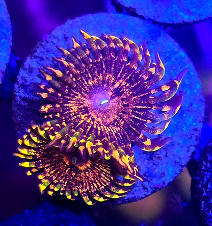 Flaming Mohican Zoa double
