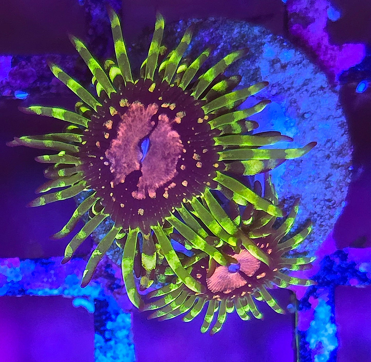 Purple Monster Zoa 3p