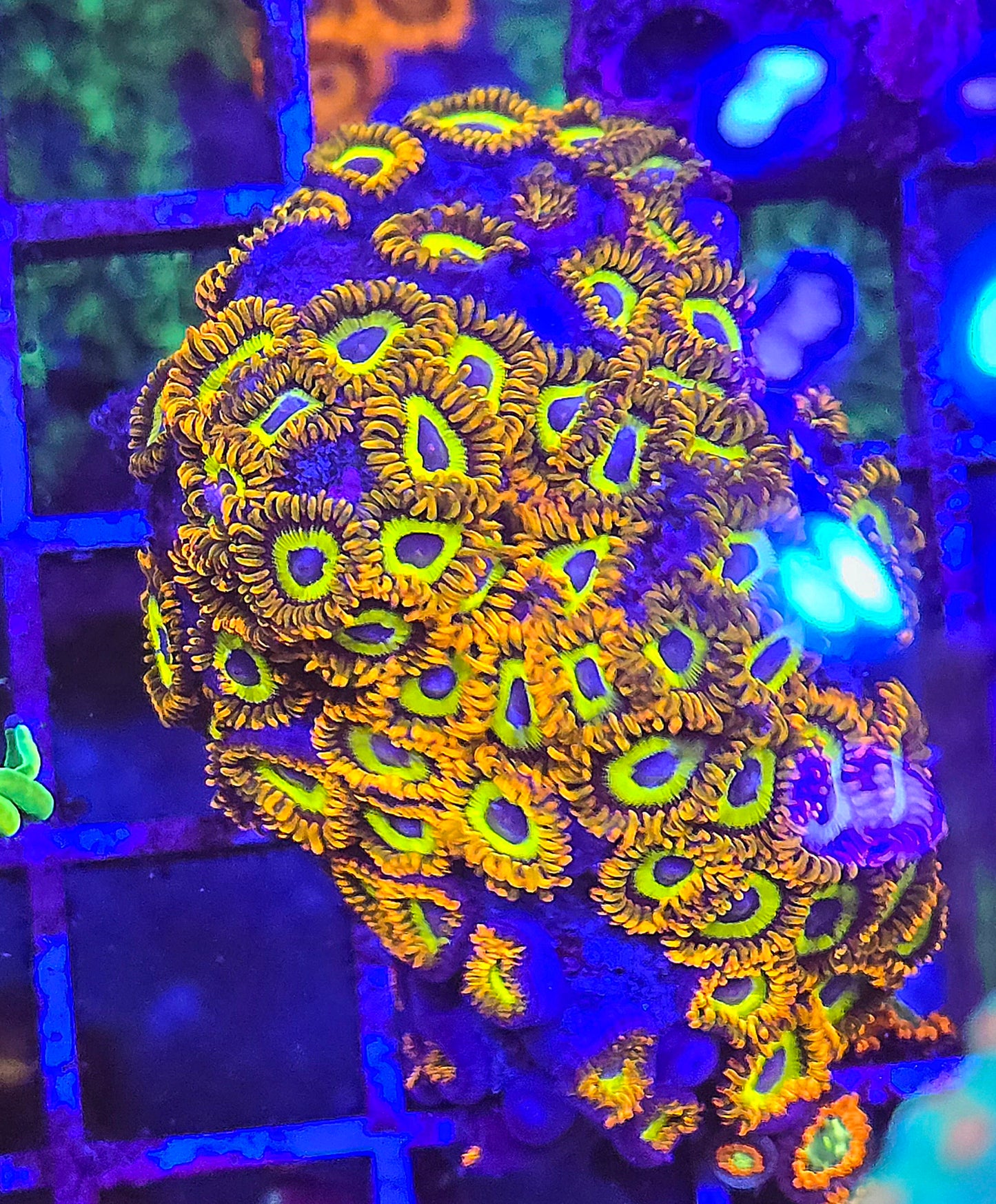 Fruit Loops Zoa Chunky plug