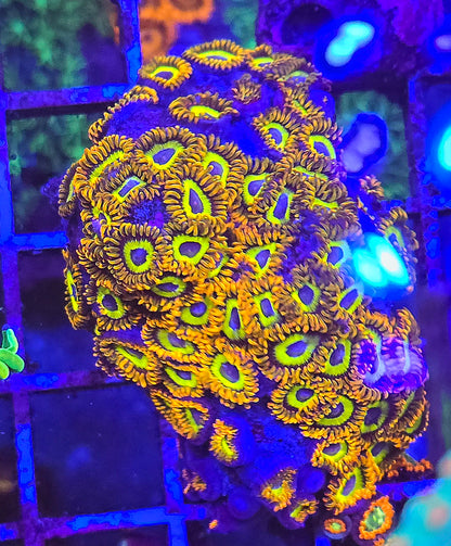 Fruit Loops Zoa Chunky plug