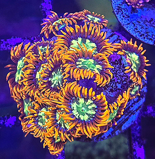 Chemical Romance Zoa 5-6p