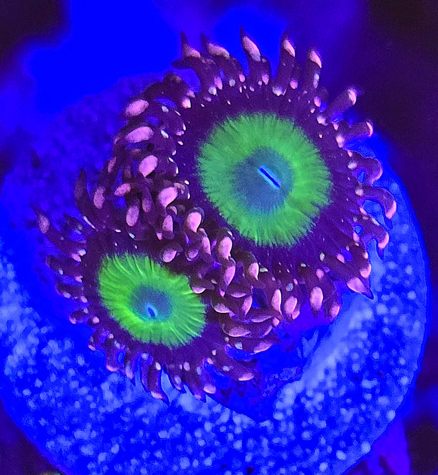 CB Omega Zoa